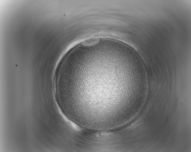 X0000063451515200601231338