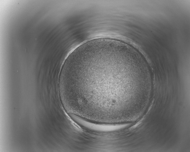 X0000063451529200601231339