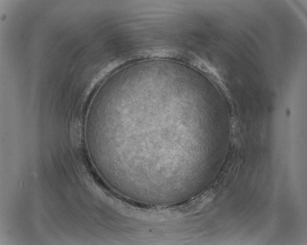 X0000063450012200601271551