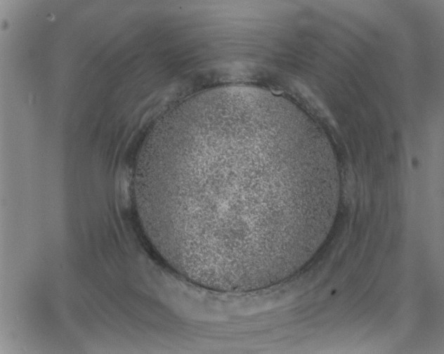 X0000063450026200601271550