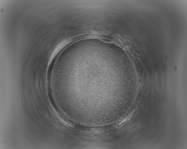 X0000063450102200601271549