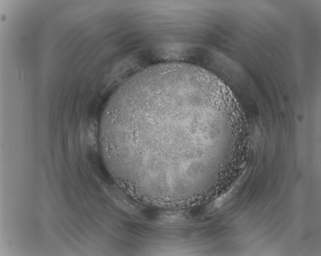 X0000063450175200601271548