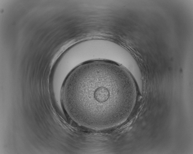 X0000063450244200601271546