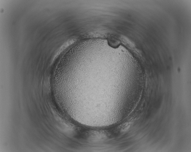 X0000063450250200601271546