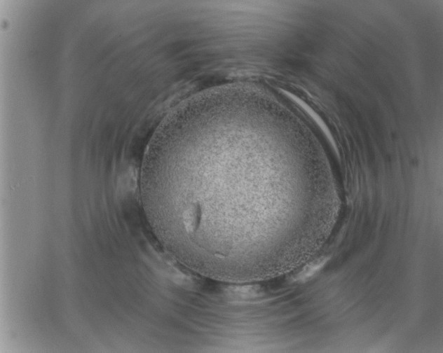 X0000063450281200601271547