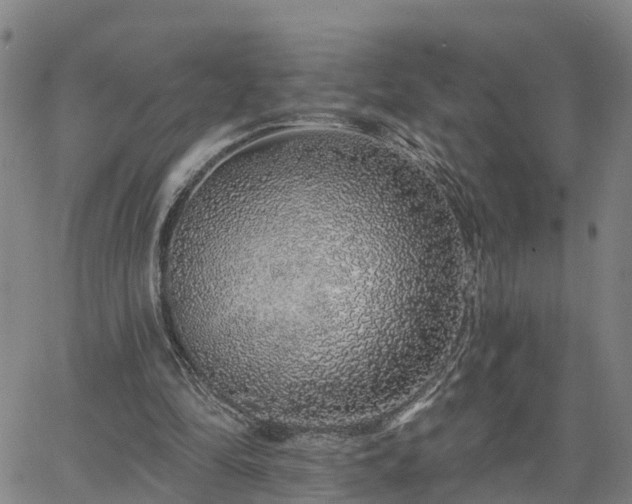 X0000063450294200601271546