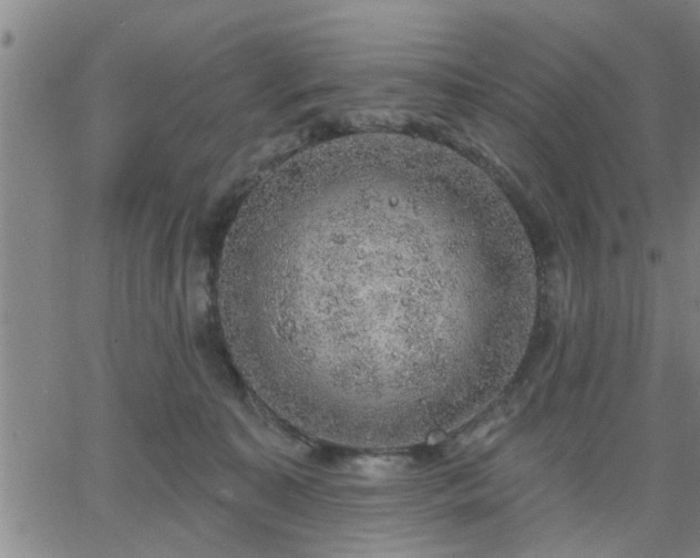 X0000063450323200601271545