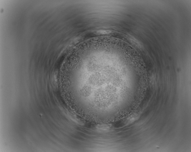 X0000063450373200601271545