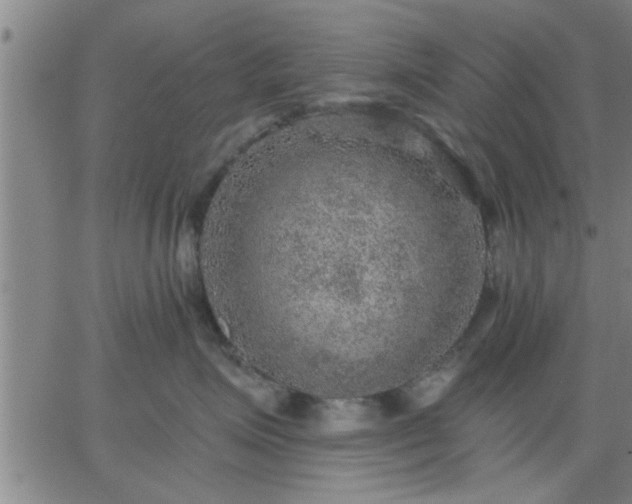 X0000063450623200601271540