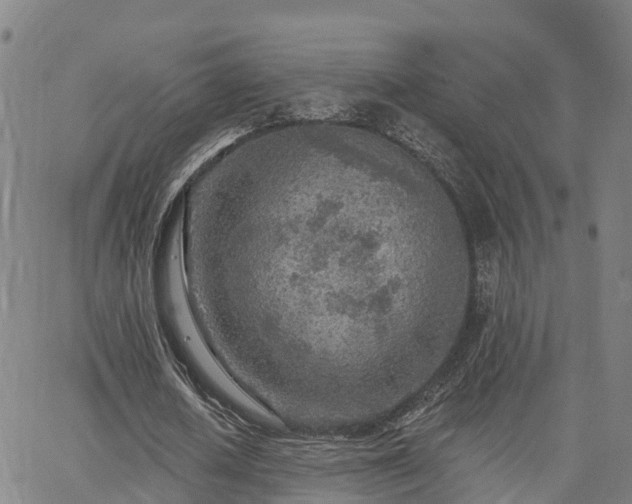 X0000063450626200601271540