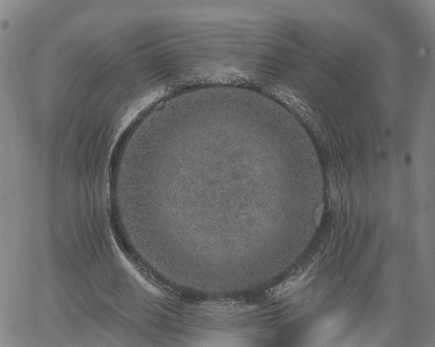 X0000063450630200601271540