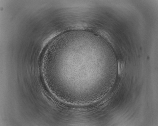 X0000063450675200601271540