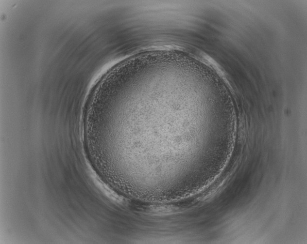 X0000063450795200601271538