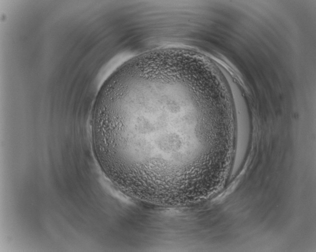 X0000063450814200601271537