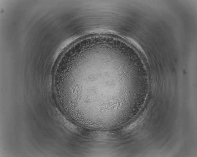 X0000063450831200601271537