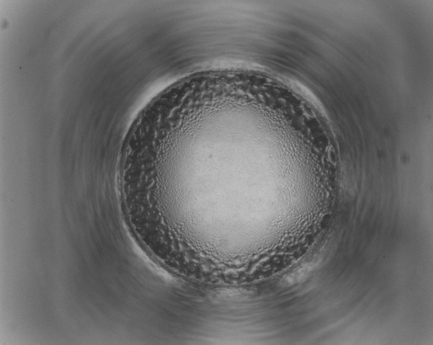 X0000063450847200601271537