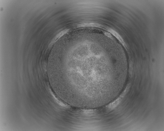 X0000063450849200601271537