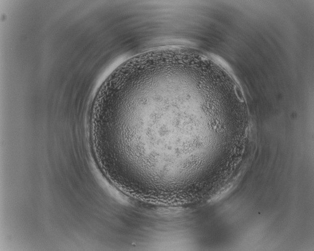 X0000063450859200601271537