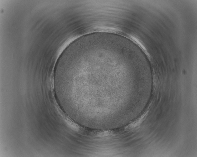 X0000063450891200601271536