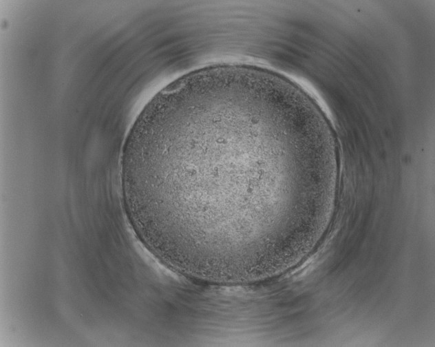 X0000063450903200601271536