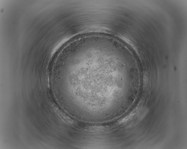 X0000063450925200601271535