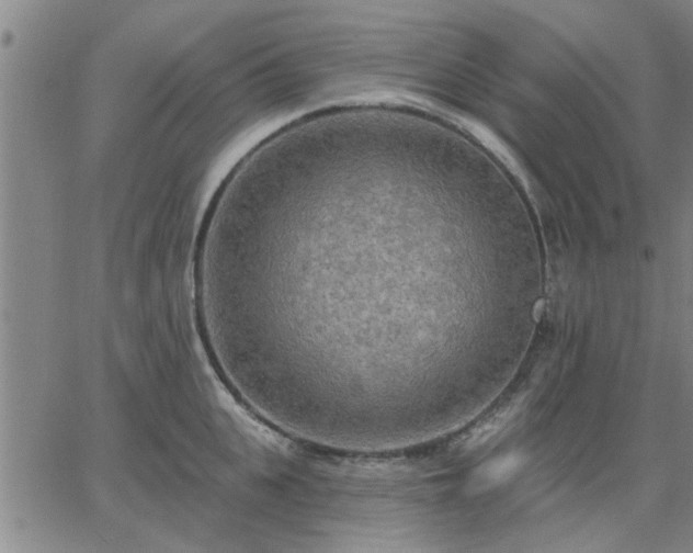 X0000063450951200601271536