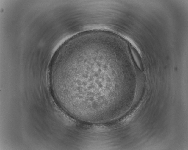 X0000063450983200601271535