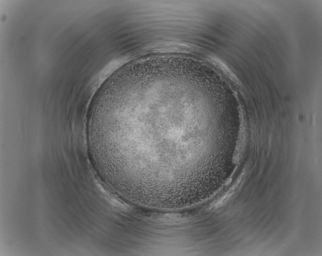 X0000063450986200601271534