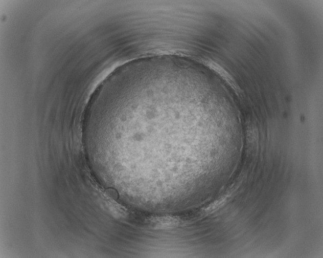 X0000063451023200601271534