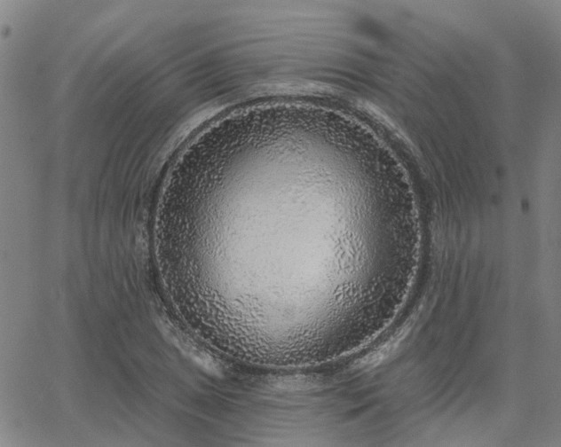 X0000063451025200601271534