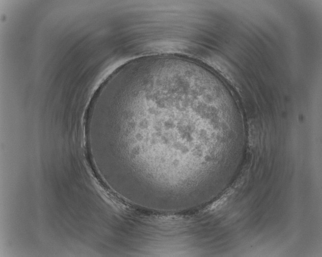 X0000063451031200601271534