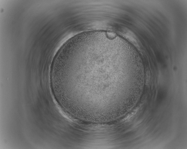 X0000063451039200601271534