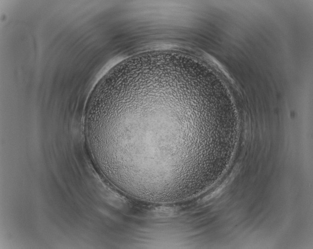 X0000063451178200601271531