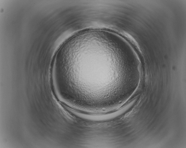 X0000063451183200601271531