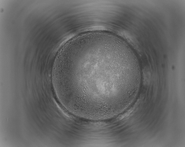 X0000063451225200601271531