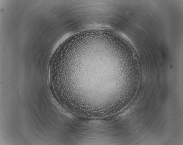 X0000063451227200601271531