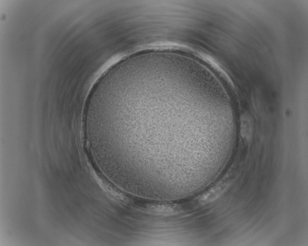 X0000063451229200601271531