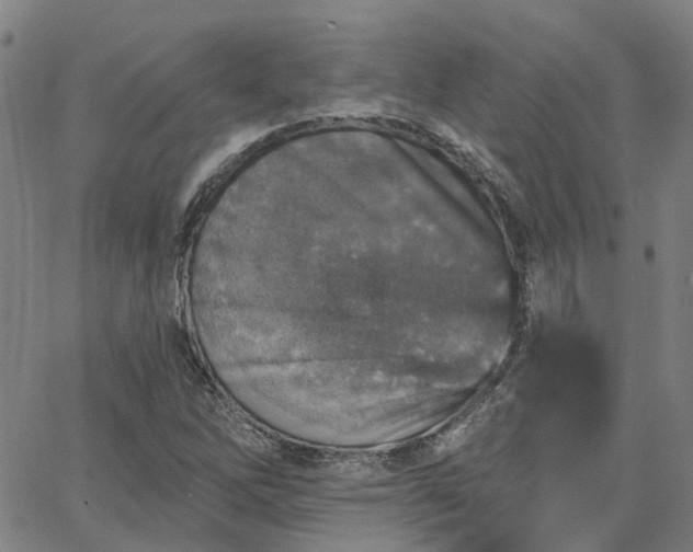 X0000063451262200601271530