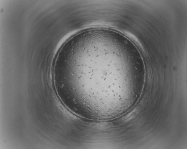 X0000063451288200601271530