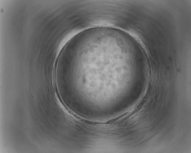 X0000063451295200601271529