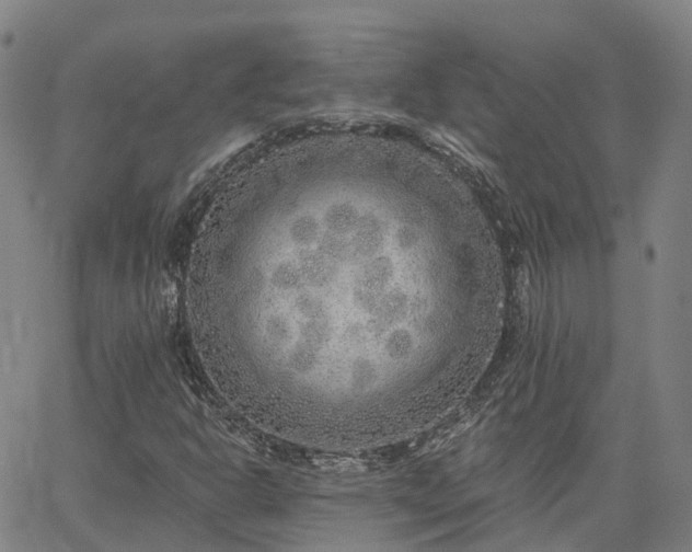 X0000063451302200601271529