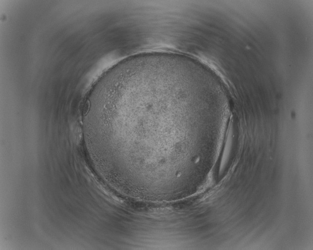 X0000063451363200601271528