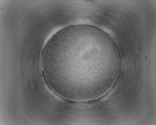 X0000063451374200601271528