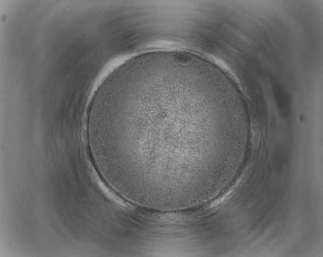 X0000063451421200601271528