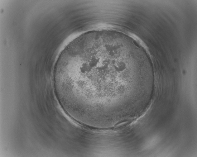 X0000063451429200601271528