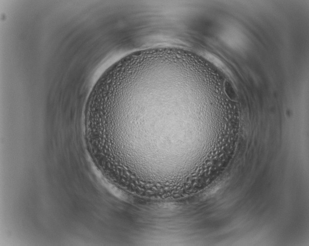 X0000063451431200601271528