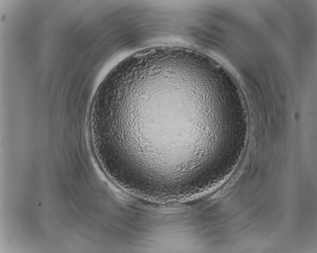 X0000063451440200601271528