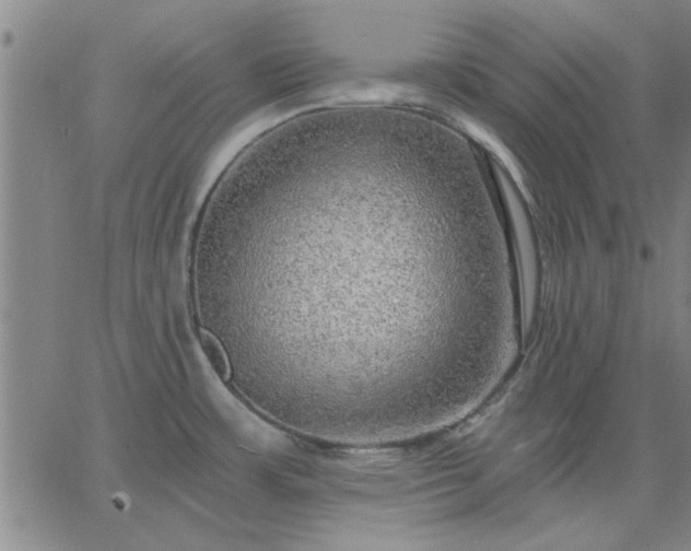 X0000063451483200601271526