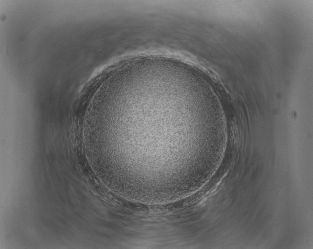 X0000063451494200601271526