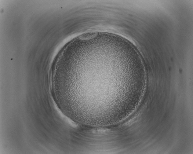 X0000063451515200601271526